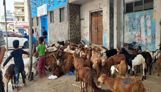 توقف معظم اهالي عدن عن شراء اضاحي العيد جراء غلاء المعيشة